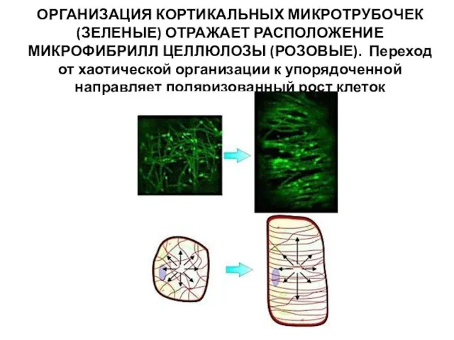 ОРГАНИЗАЦИЯ КОРТИКАЛЬНЫХ МИКРОТРУБОЧЕК (ЗЕЛЕНЫЕ) ОТРАЖАЕТ РАСПОЛОЖЕНИЕ МИКРОФИБРИЛЛ ЦЕЛЛЮЛОЗЫ (РОЗОВЫЕ). Переход от