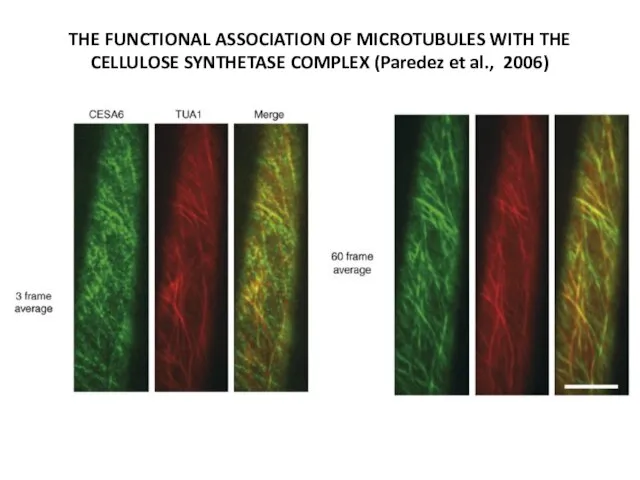 THE FUNCTIONAL ASSOCIATION OF MICROTUBULES WITH THE CELLULOSE SYNTHETASE COMPLEX (Paredez et al., 2006)