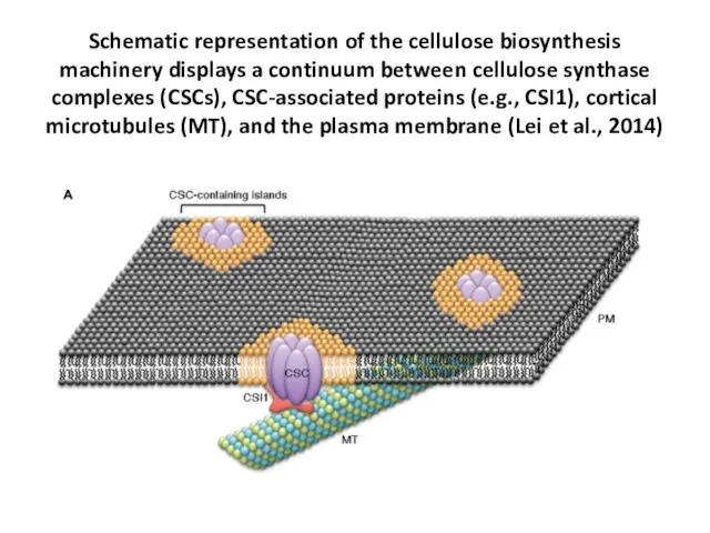 Schematic representation of the cellulose biosynthesis machinery displays a continuum between