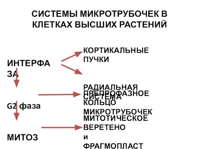 СИСТЕМЫ МИКРОТРУБОЧЕК В КЛЕТКАХ ВЫСШИХ РАСТЕНИЙ ИНТЕРФАЗА G2 фаза МИТОЗ КОРТИКАЛЬНЫЕ