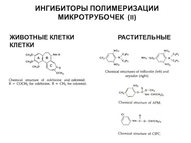 ИНГИБИТОРЫ ПОЛИМЕРИЗАЦИИ МИКРОТРУБОЧЕК (II) ЖИВОТНЫЕ КЛЕТКИ РАСТИТЕЛЬНЫЕ КЛЕТКИ