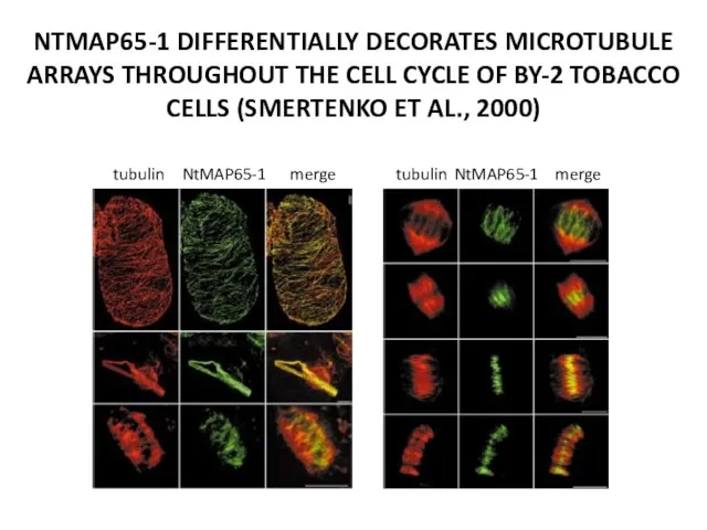 NTMAP65-1 DIFFERENTIALLY DECORATES MICROTUBULE ARRAYS THROUGHOUT THE CELL CYCLE OF BY-2