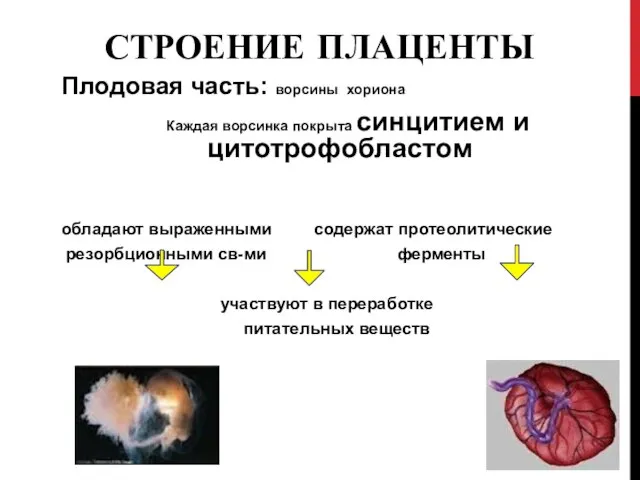 СТРОЕНИЕ ПЛАЦЕНТЫ Плодовая часть: ворсины хориона Каждая ворсинка покрыта синцитием и