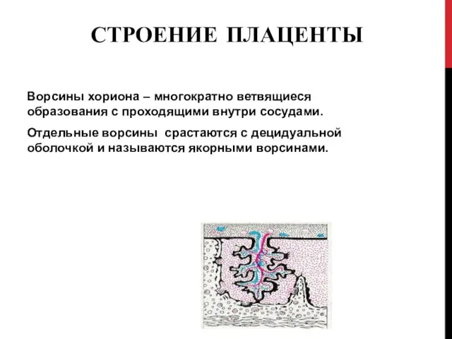 СТРОЕНИЕ ПЛАЦЕНТЫ Ворсины хориона – многократно ветвящиеся образования с проходящими внутри