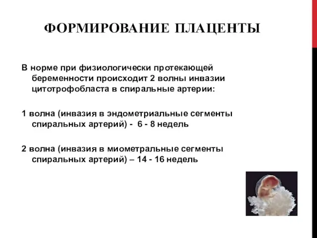 ФОРМИРОВАНИЕ ПЛАЦЕНТЫ В норме при физиологически протекающей беременности происходит 2 волны