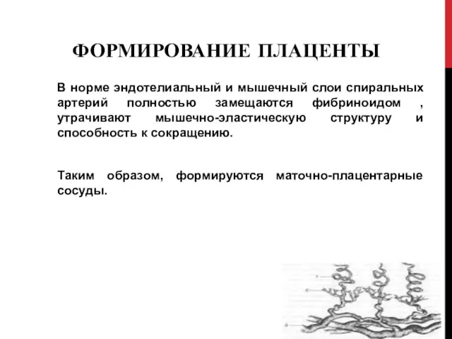 ФОРМИРОВАНИЕ ПЛАЦЕНТЫ В норме эндотелиальный и мышечный слои спиральных артерий полностью