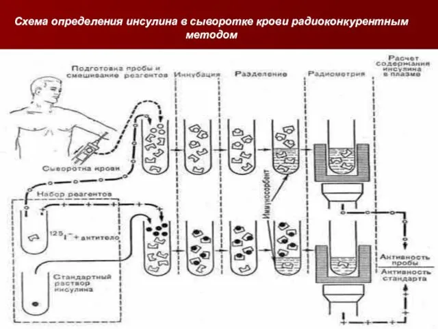 Схема определения инсулина в сыворотке крови радиоконкурентным методом