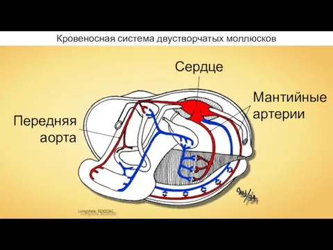 Кровеносная система двустворчатых моллюсков Передняя аорта Мантийные артерии Сердце