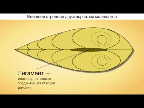 Внешнее строение двустворчатых моллюсков Лигамент — лентовидная связка, соединяющая створки раковин.