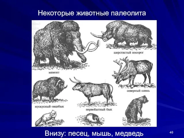 Некоторые животные палеолита Внизу: песец, мышь, медведь