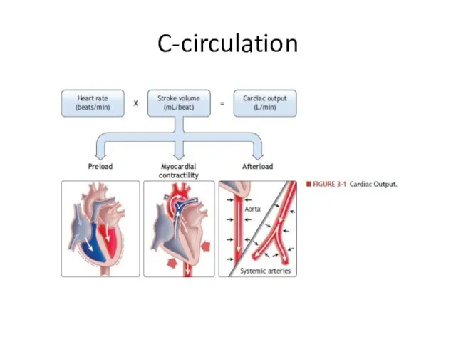 C-circulation