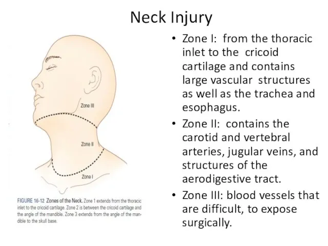 Neck Injury Zone I: from the thoracic inlet to the cricoid