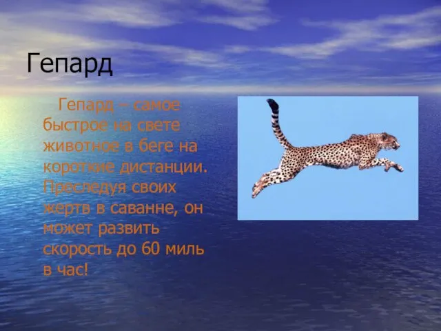 Гепард Гепард – самое быстрое на свете животное в беге на