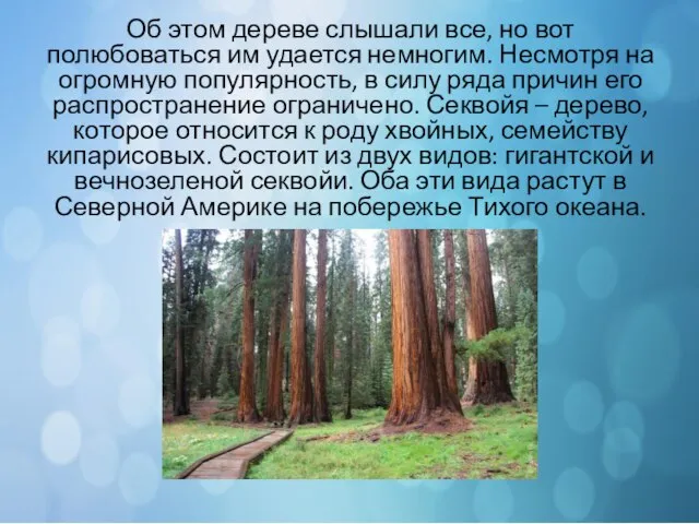 Об этом дереве слышали все, но вот полюбоваться им удается немногим.