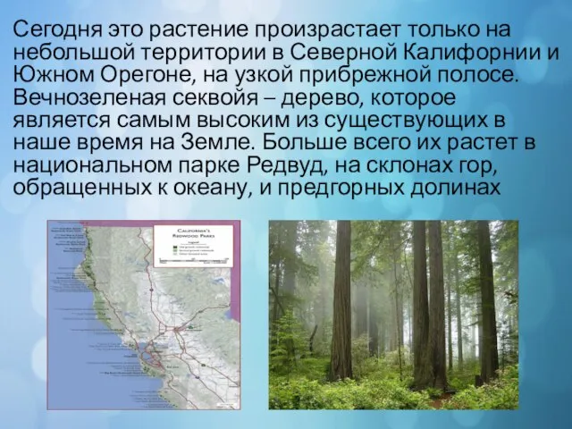 Сегодня это растение произрастает только на небольшой территории в Северной Калифорнии