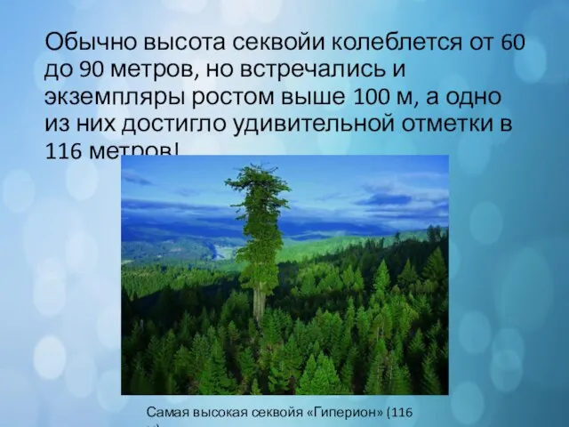 Обычно высота секвойи колеблется от 60 до 90 метров, но встречались