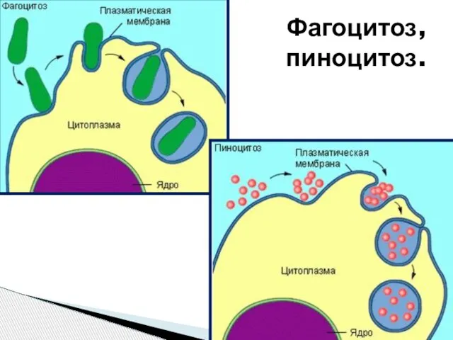 Фагоцитоз, пиноцитоз.