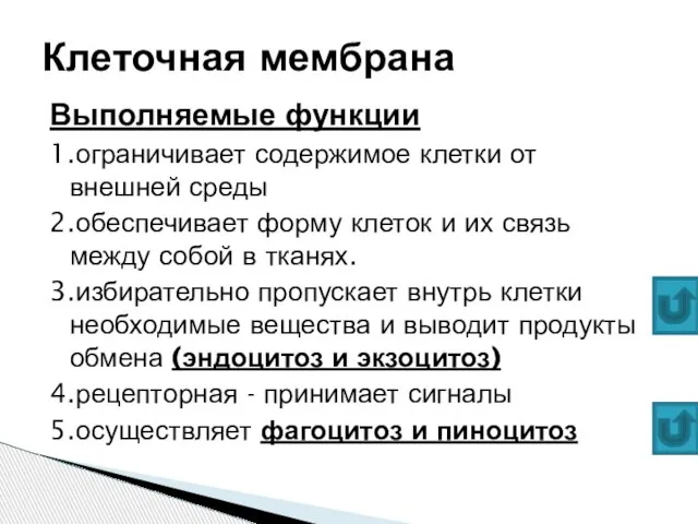 Выполняемые функции 1.ограничивает содержимое клетки от внешней среды 2.обеспечивает форму клеток