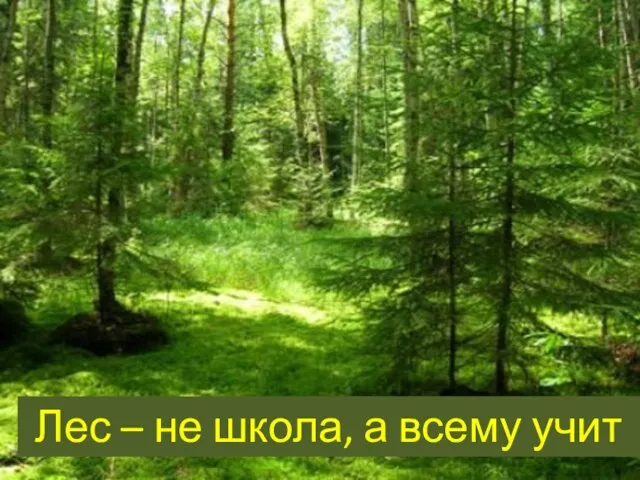 Лес – не школа, а всему учит