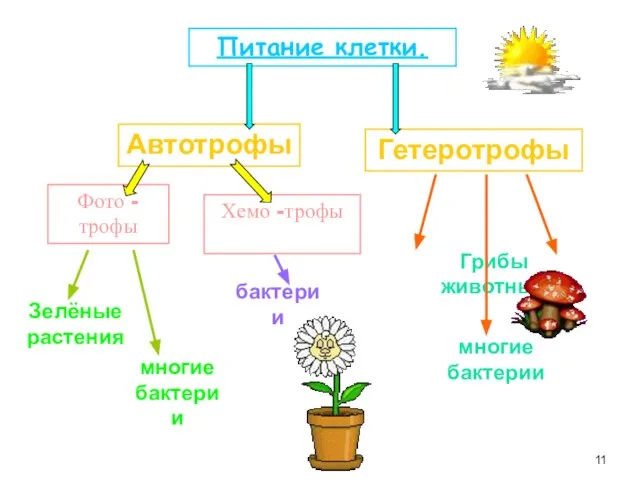 Питание клетки. Автотрофы Фото -трофы Хемо -трофы Гетеротрофы Зелёные растения Грибы