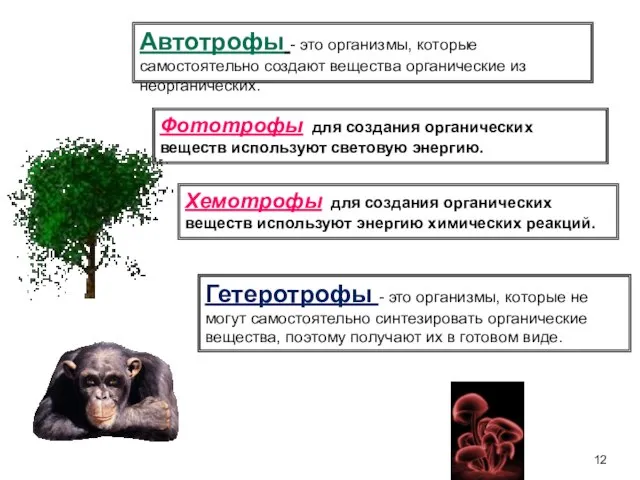 Автотрофы - это организмы, которые самостоятельно создают вещества органические из неорганических.