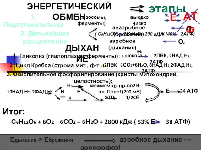 ЭНЕРГЕТИЧЕСКИЙ ОБМЕН этапы 1. Подготовительный (лизосомы, ферменты): высоко низко Е АТФ