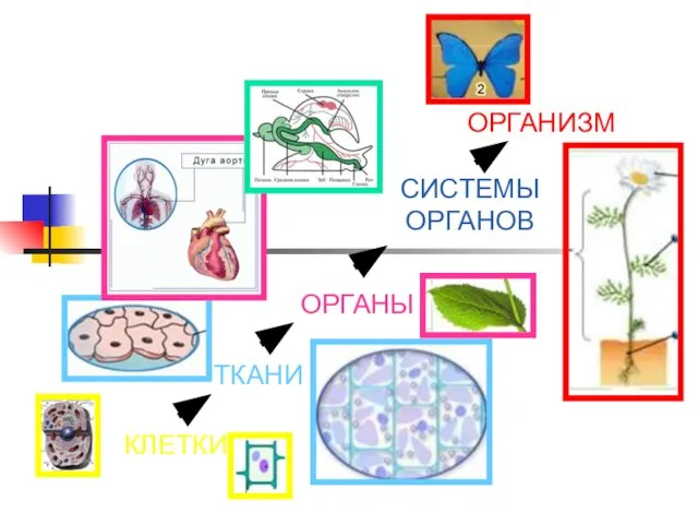 КЛЕТКИ ТКАНИ ОРГАНЫ СИСТЕМЫ ОРГАНОВ ОРГАНИЗМ