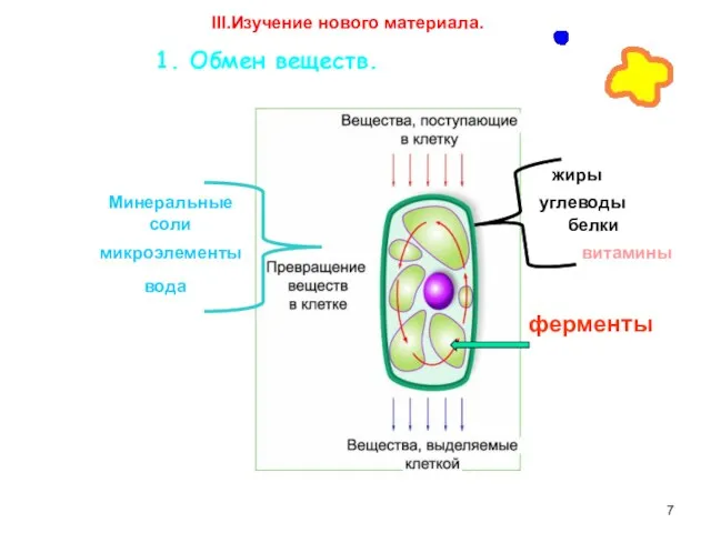 белки жиры углеводы микроэлементы вода Минеральные соли витамины ферменты III.Изучение нового материала. 1. Обмен веществ.