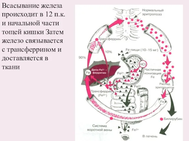 Всасывание железа происходит в 12 п.к. и начальной части тощей кишки