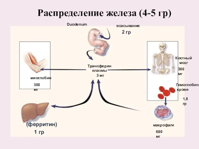 Распределение железа (4-5 гр) всасывание Duodenum миоглобин 300 мг Костный мозг