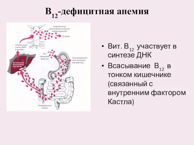 В12-дефицитная анемия Вит. В12 участвует в синтезе ДНК Всасывание В12 в