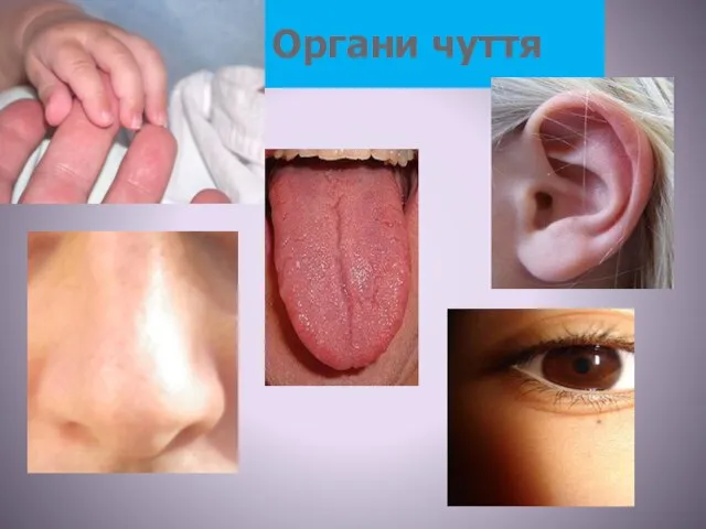 Органи чуття