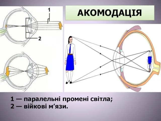 АКОМОДАЦІЯ 1 — паралельні промені світла; 2 — війкові м’язи.