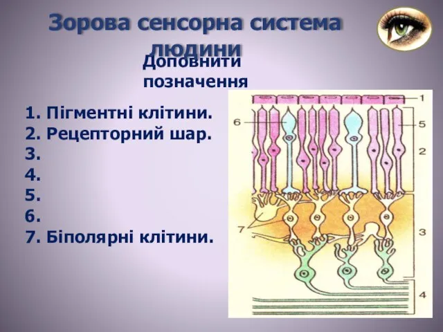 1. Пігментні клітини. 2. Рецепторний шар. 3. 4. 5. 6. 7.