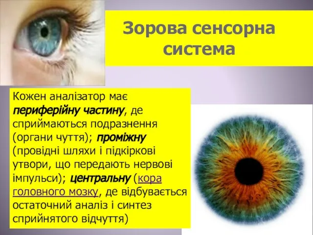 Зорова сенсорна система Кожен аналізатор має периферійну частину, де сприймаються подразнення