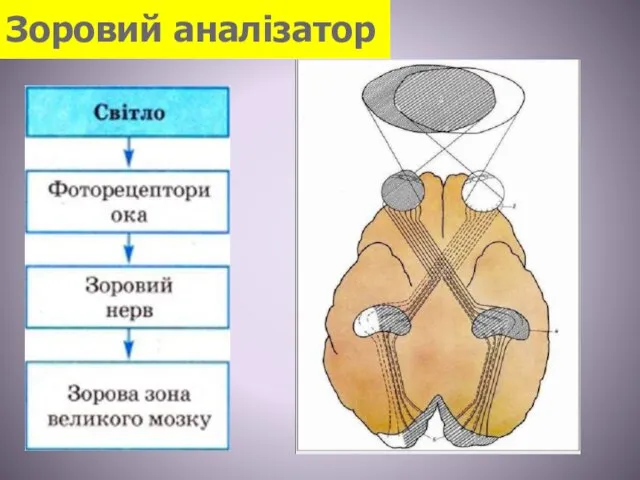 Зоровий аналізатор