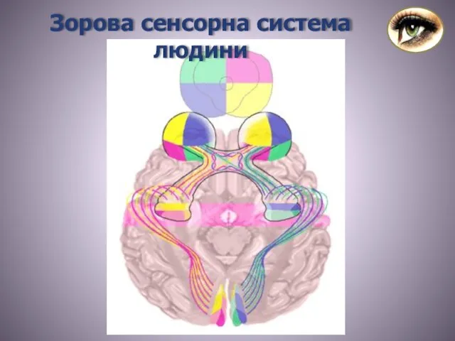 Зорова сенсорна система людини