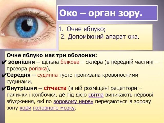 Око – орган зору. Очне яблуко; 2. Допоміжний апарат ока. Очне