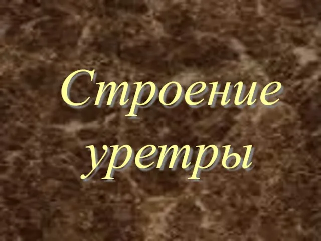 Строение уретры