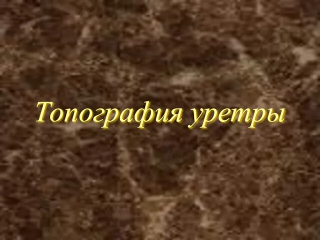 Топография уретры