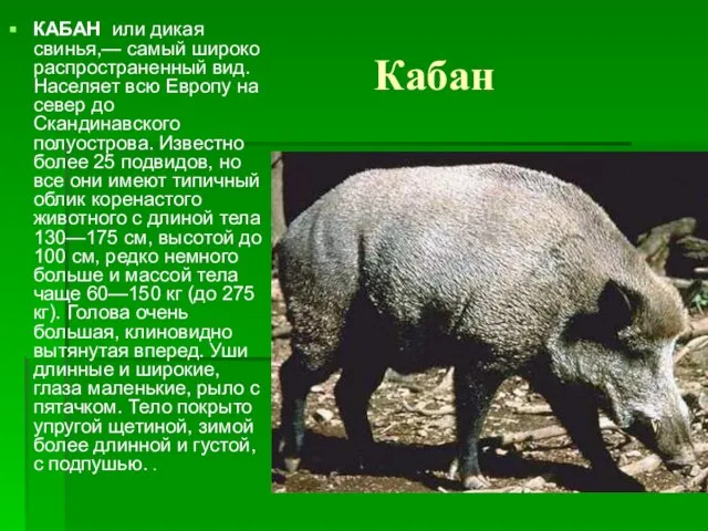 Кабан КАБАН или дикая свинья,— самый широко распространенный вид. Населяет всю