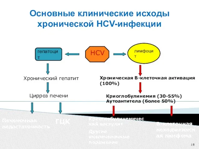 Основные клинические исходы хронической HCV-инфекции лимфоцит гепатоцит HCV Хронический гепатит Цирроз