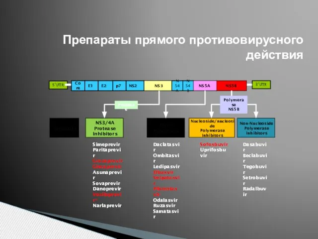 Препараты прямого противовирусного действия 3’UTR 5’UTR Core E1 E2 NS2 NS4B