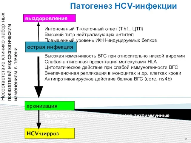 Патогенез HCV-инфекции выздоровление острая инфекция хронизация HCV-цирроз Интенсивный Т-клеточный ответ (Th1,