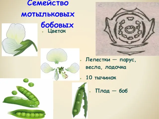 Цветок Плод — боб Лепестки — парус, весла, лодочка 10 тычинок Семейство мотыльковых или бобовых