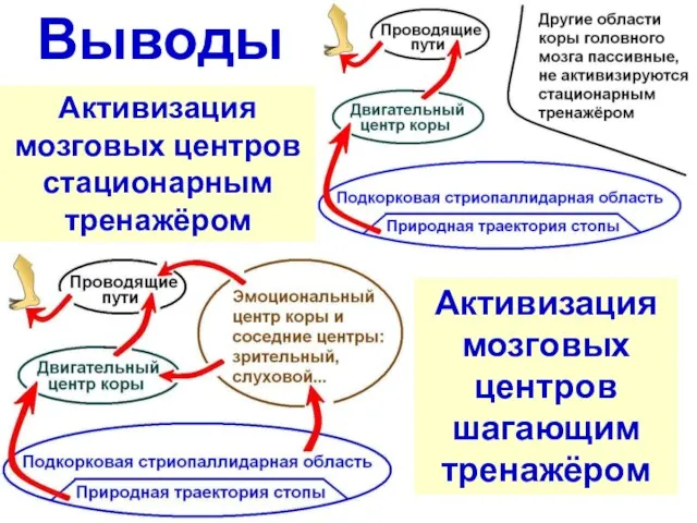 Активизация мозговых центров стационарным тренажёром Активизация мозговых центров шагающим тренажёром Выводы