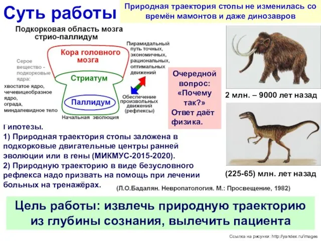 Суть работы Природная траектория стопы не изменилась со времён мамонтов и