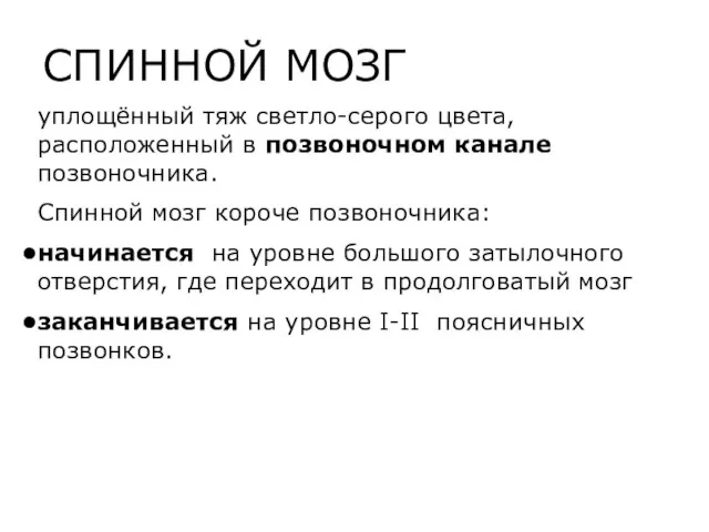 СПИННОЙ МОЗГ уплощённый тяж светло-серого цвета, расположенный в позвоночном канале позвоночника.