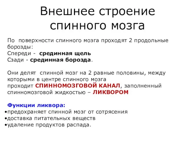 Внешнее строение спинного мозга По поверхности спинного мозга проходят 2 продольные