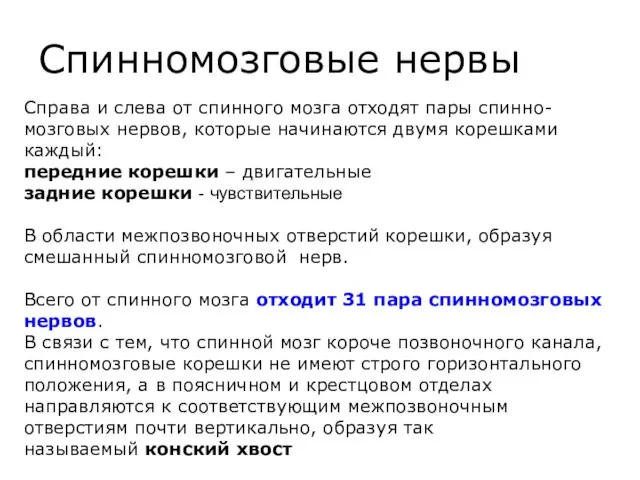 Спинномозговые нервы Справа и слева от спинного мозга отходят пары спинно-мозговых